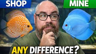 I Compared My Discus To Local Fish Shops Heres What I Found