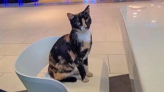 I was posting a video at the food court in a shopping mall and a calico cat came to help me
