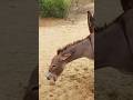 Donkeys Animals Ytshorts Success 
