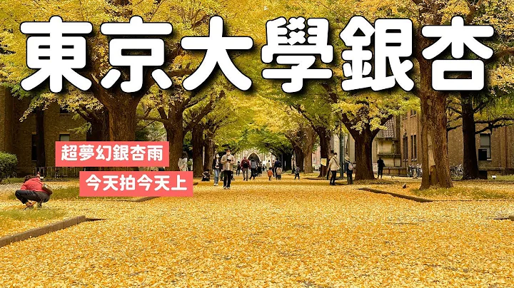 东京大学2022银杏现况💛今天拍今天上！梦幻银杏雨下不停！本乡校区＆弥生校区散步｜东京旅游11月景点 4K VLOG - 天天要闻