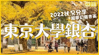 東京大學2022銀杏現況💛今天拍今天上！夢幻銀杏雨下不停！本鄉校區＆彌生校區散步｜東京旅遊11月景點 4K VLOG