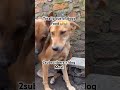 Please help donate for dogs food link #care #love #goviral #donate