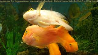 (классическая музыка) 10 минут Рыбы плавают Для Засыпания Медитации Спокойная классика и аквариум