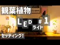 【LEDライト】#1 植物育成LEDライトを使ってみました