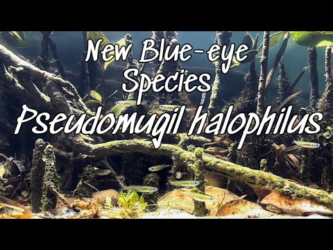 Introducing the Mangrove Blue eye, The new species Pseudomugil halophilus.