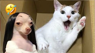 Funniest Cats and Dogs 2024  You Laugh You Lose   Part 92