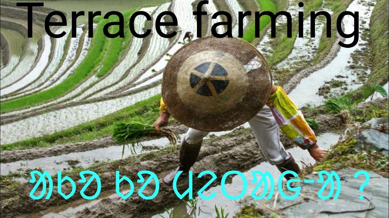 10class, What is terrace farming.ᱫᱷᱟᱯ ᱪᱟᱥ/Terrace farming ᱚᱠᱟ ᱠᱚ ᱢᱮᱛᱟᱜᱼᱟ ?