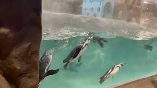 Penguin Fail - Best Bloopers from Penguins Spy in the Huddle (Waddle all the Way) vikash gupta