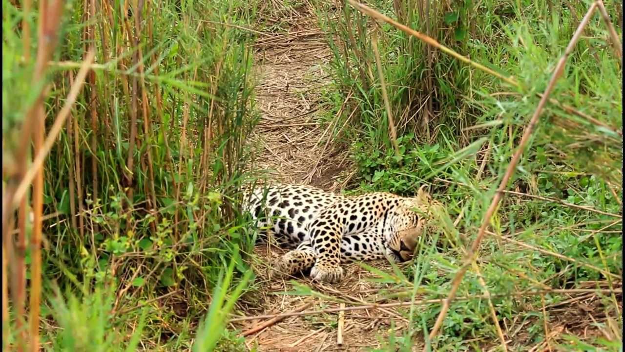 Dangerous Leopard In the Reeds YouTube