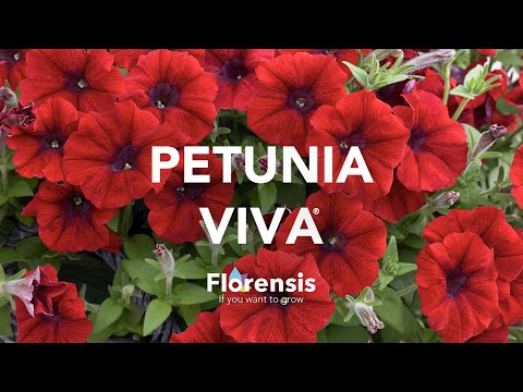 Video: Fortunia (25 Foto): Apa Bedanya Dengan Petunia? Deskripsi Petunia 