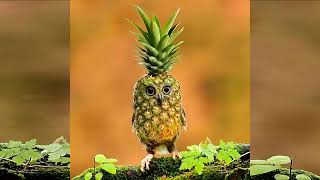 RavilZ - Pineapple Owl (The Ultimate Rock n Drum x House)