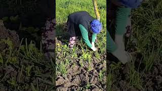 #keşfet #köy #köyhayatı