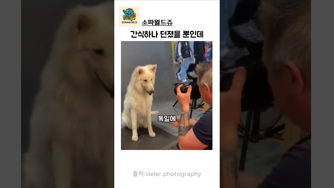 간식하나 던졌을 뿐인데 #강아지 #동물 #댕댕이