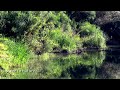 Relaxing lake sounds Morning chorus of frogs Birds singing Nature sounds