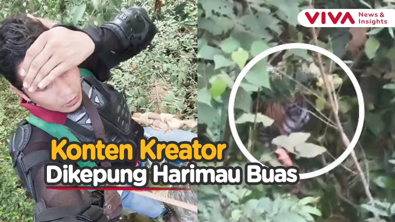 Disergap Harimau Lapar, Konten Kreator Bertahan 4 Jam di Batang Pohon