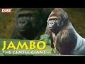 Jambo the Gorilla | The Gentle Giant | Documentary