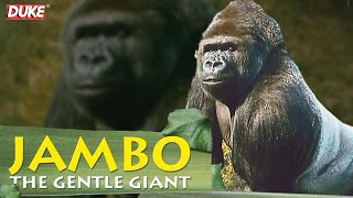 Jambo the Gorilla | The Gentle Giant | Documentary