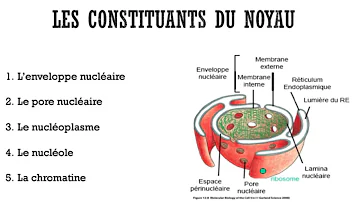 Quel est le rôle du noyau dans l'organisme ?