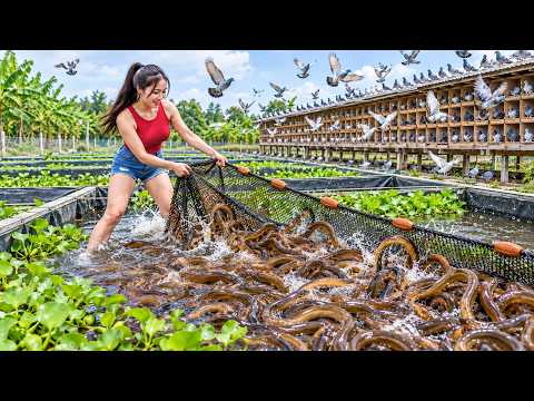 So Many Eels in These Water Hyacinth Tanks! Then It's Time to Build Pigeon Nests