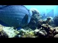 Diving D'Lagoon, Perhentian Islands, Malaysia