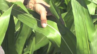 Western Bean Cutworm Egg Masses & Young Larvae