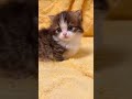 #animal #animals #cat #cats #cute #shortvideo #subscribe #alphabet #christmas #monkey