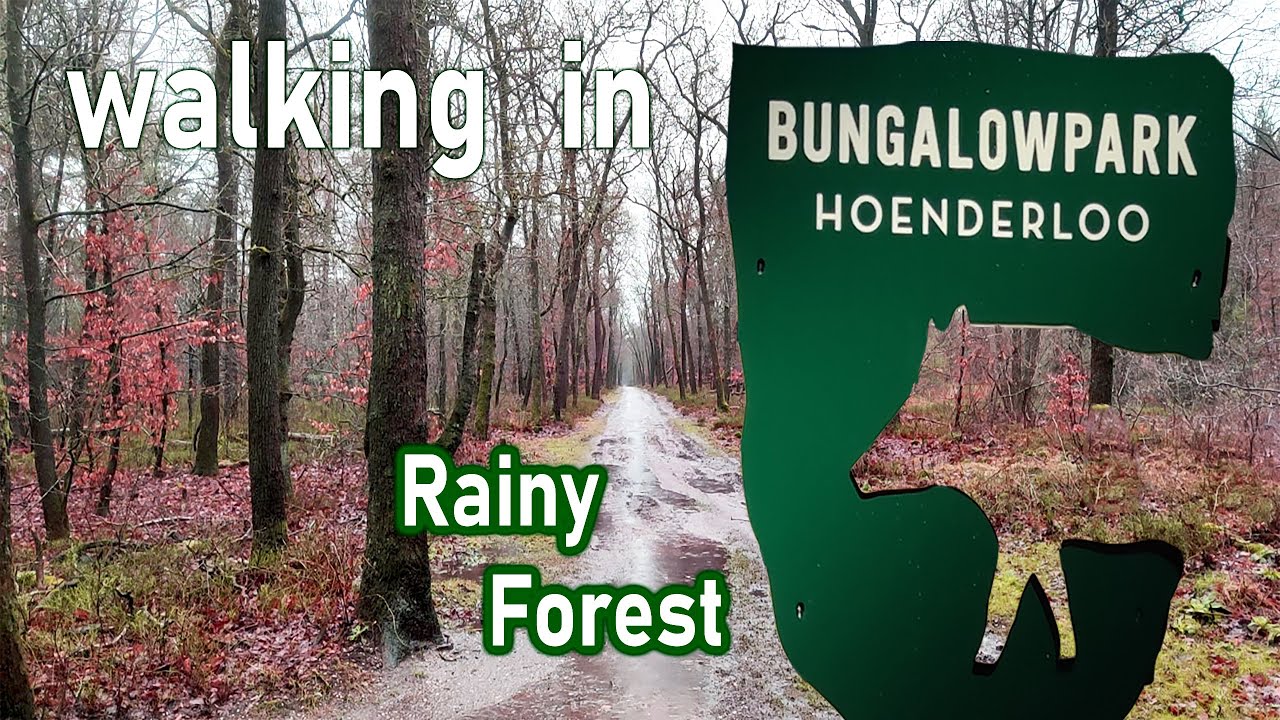 Walking in Rainy forest (Bungalowpark Hoenderloo) - rain sound for ...