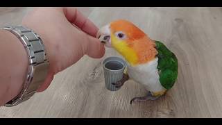 Papuga prosi o słonecznik / Caique Parrot asks for a sunflower