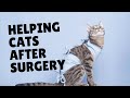 Cats And Surgery | Two Crazy Cat Ladies