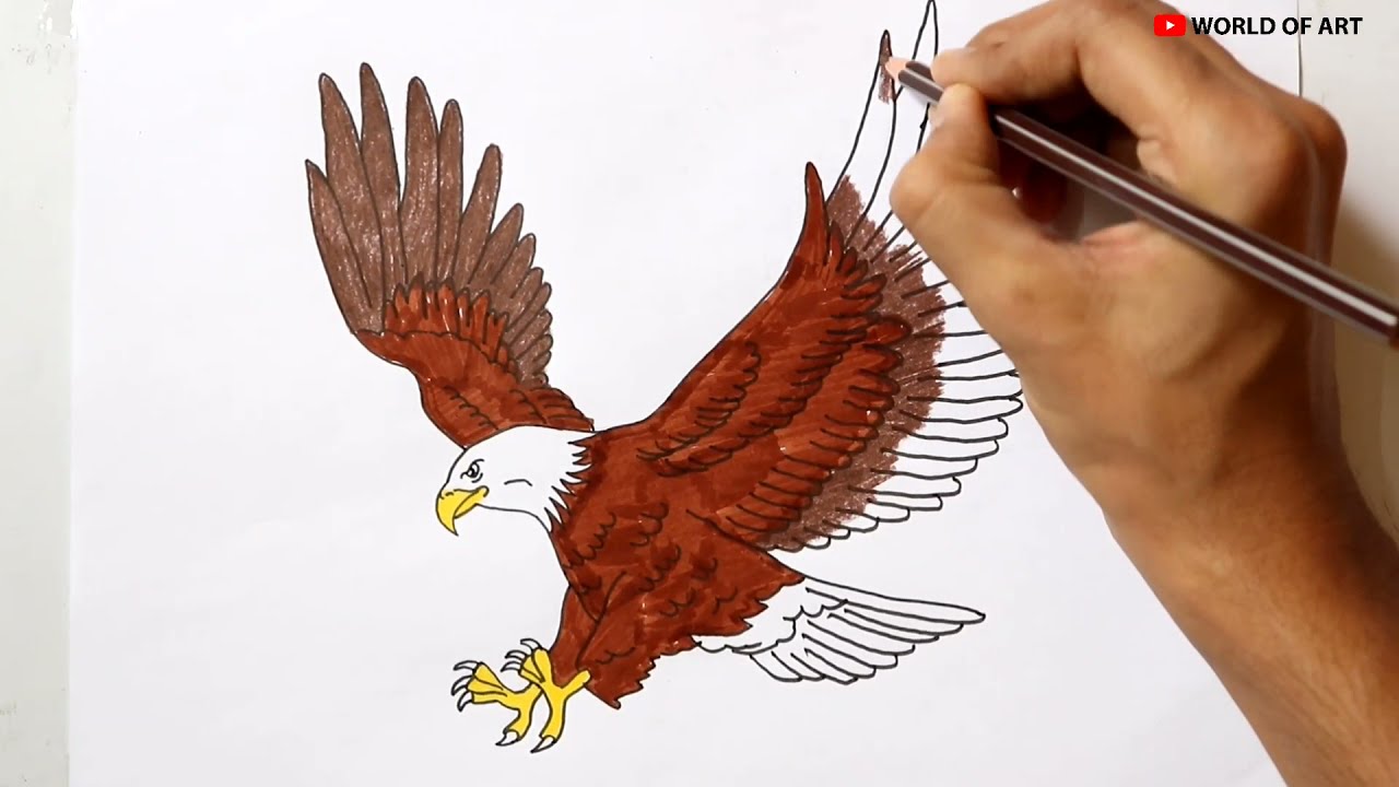 cool drawings of eagles