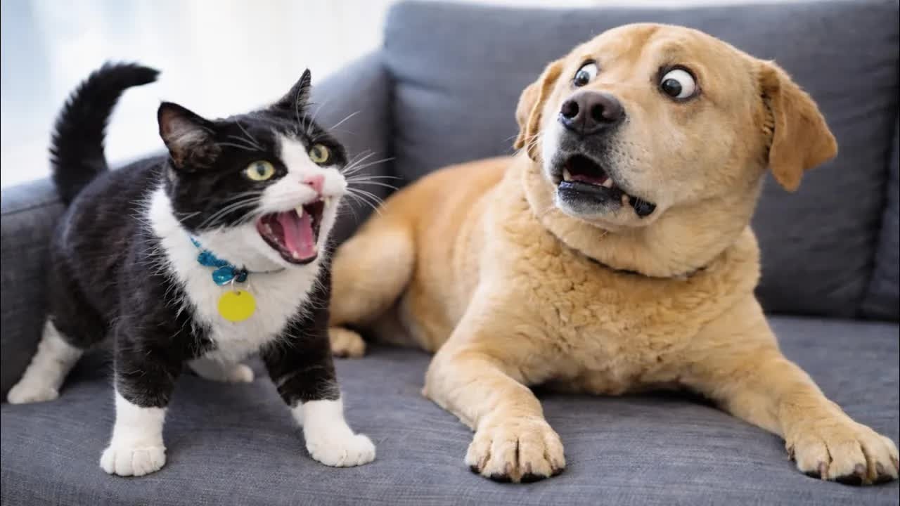 Dogs Being DRAMATIC for No Reason 🍋🐶 Funny Dog Videos 2026 🧔 #animals #funnycats #funnydogs