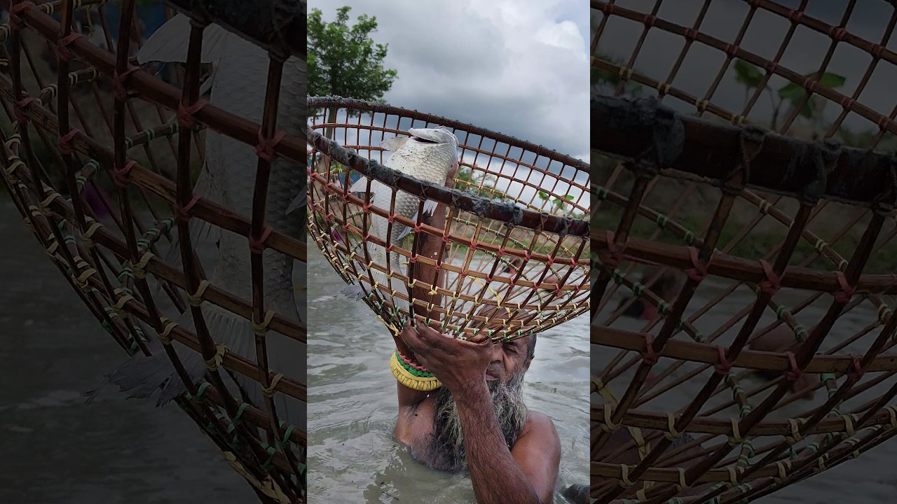 বহু বছরের পুরনো পুকুরে সব দানবীয় মাছ ধরা🐟Unbelievable Biggest fishing #viral #fish #india