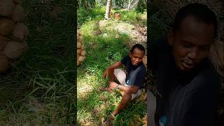 Panjat Kelapa Tua serabutantukangkelpaviral trending