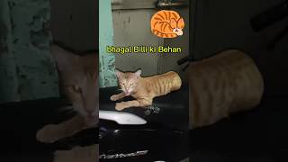 playing tekken 6 on my custom setup ll bhagal Billi ki Behan ki ladai ho gayi bhagal Billi ke sath