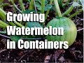 Growing Watermelon in Containers - 3 Tips // Growing Large Veggies/Fruit in Containers #2