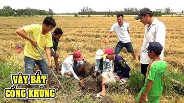 SĂN BẮT CHUỘT CỐNG NHUM KHỔNG LỒ NHƯ PHIM HÀNH ĐỘNG Ở MIỀN TÂY/CATCH THE MOUSE NGÃ NĂM TV