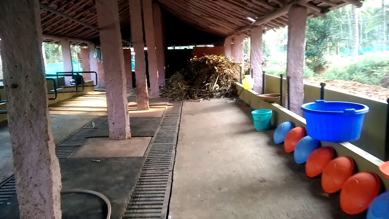 Dairy Farming in Karnataka Indian Dairy Farming Style Dairy Farm