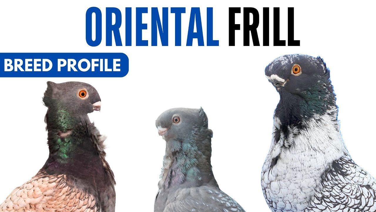Oriental Frill Pigeon Breed Profile - History - Oriental Frill Pigeon Health Issues Price Training