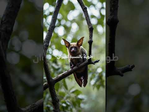 ثلاث حقائق عن الخفاش