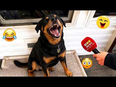 DOGs Can't Stop Being Hilarious😁🐶 | TOP Funny Dog and Human Videos #16