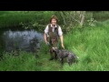 Training young German shorthaired Pointer on early water retrieves