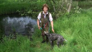 Training young German shorthaired Pointer on early water retrieves