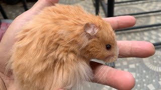 Cute and adorable hamster compilation
