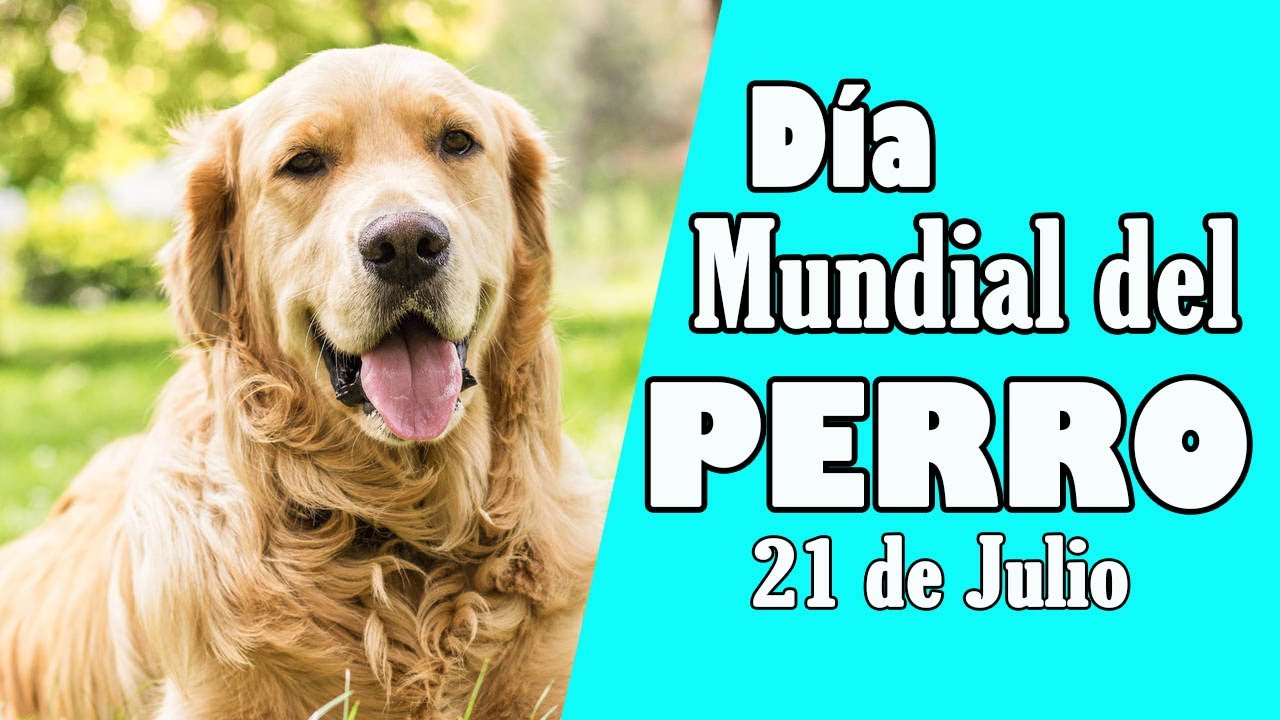 Día Mundial del Perro 🐩🐩El mejor amigo de los humanos YouTube