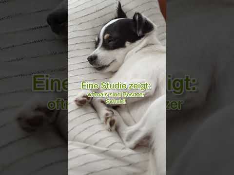 Video: Warum ist der Hund faul?