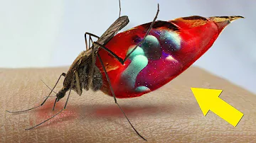 ¿De qué color es la sangre de un mosquito?