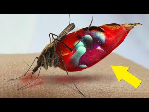 Vídeo: ¿Por Qué Un Mosquito Necesita Sangre? - Vista Alternativa