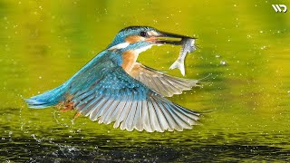 Kingfisher: Burung Mungil Pemburu Ikan Yang Jenius