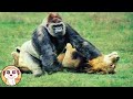 QUANDO GLI ANIMALI ATTACCANO L'AVVERSARIO SBAGLIATO!