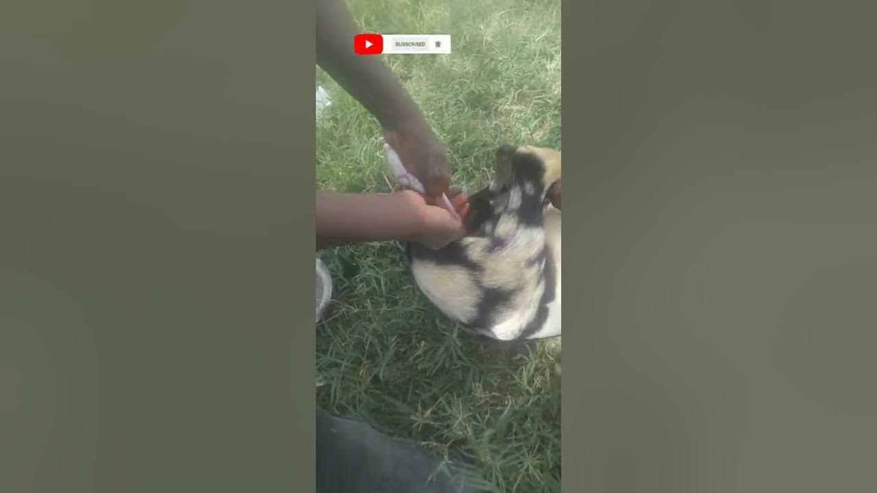 How do they castrate a goat?buzimili Farm Suppliers YouTube